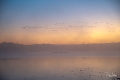 Snow Geese and Sandhill Cranes frequent this area as part of their migratory path.