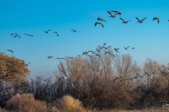 Bosque del Apache