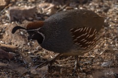 Gambel's Quail