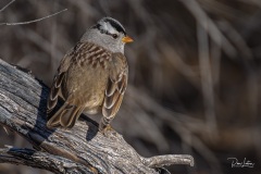 Bosque del Apache