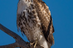 Hawk