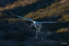 Bosque del Apache