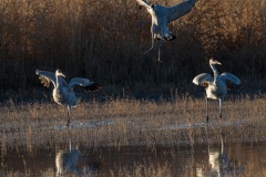 Bosque del Apache