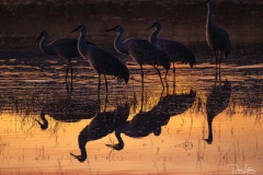 Bosque del Apache