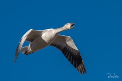 Snow Goose