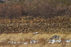 A murmuration of Red-Winged Blackbirds