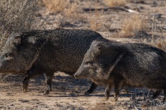 Javalina