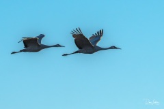 Sandhill Cranes