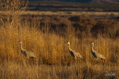 Bosque del Apache