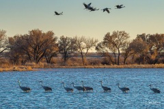 Bosque del Apache