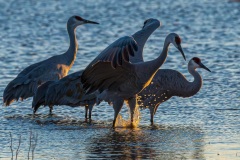 Bosque del Apache