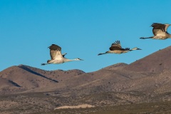 Bosque del Apache