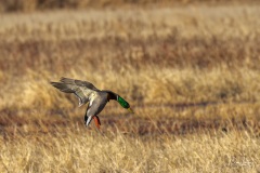 Bosque del Apache