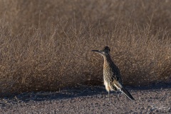 Greater Roadrunner