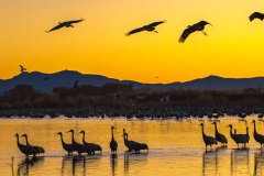 Incoming to Roost at Sunset