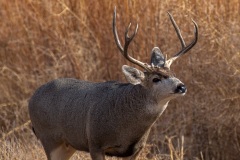 Mule Deer Buck