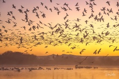 Bosque del Apache