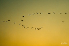 Bosque del Apache