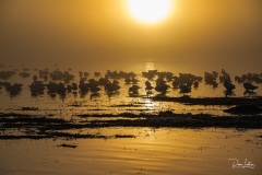 Bosque del Apache