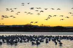 Bosque del Apache