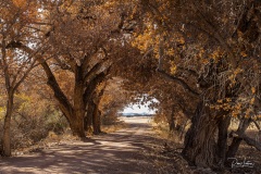 Bosque del Apache