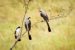 Gray-Backed Fiscal